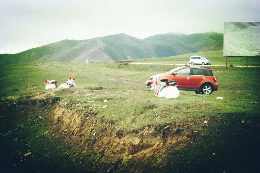 Moo moos along the road