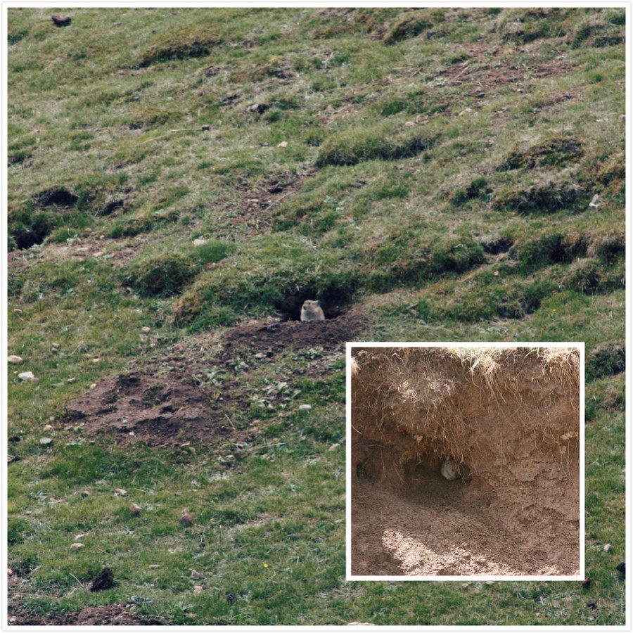 The Cute Little Creature of the Plateau